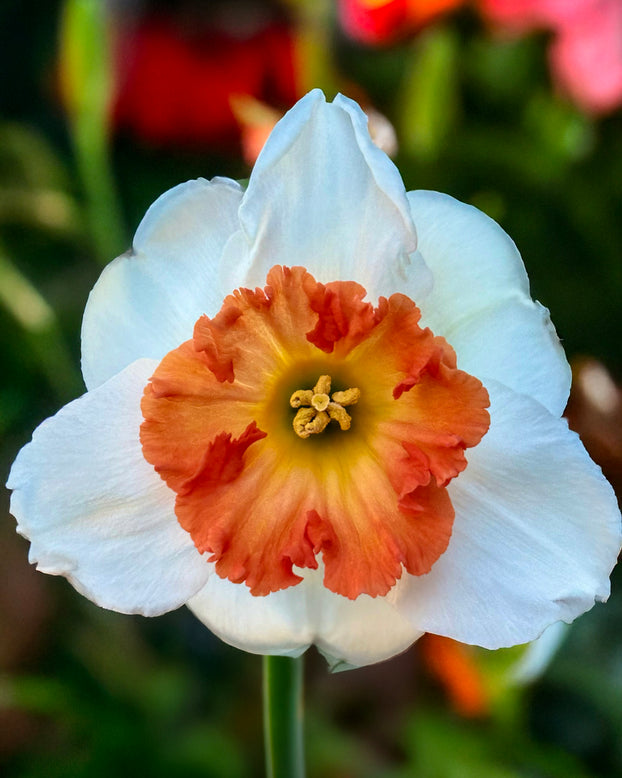 Narcissus 'Eclat'