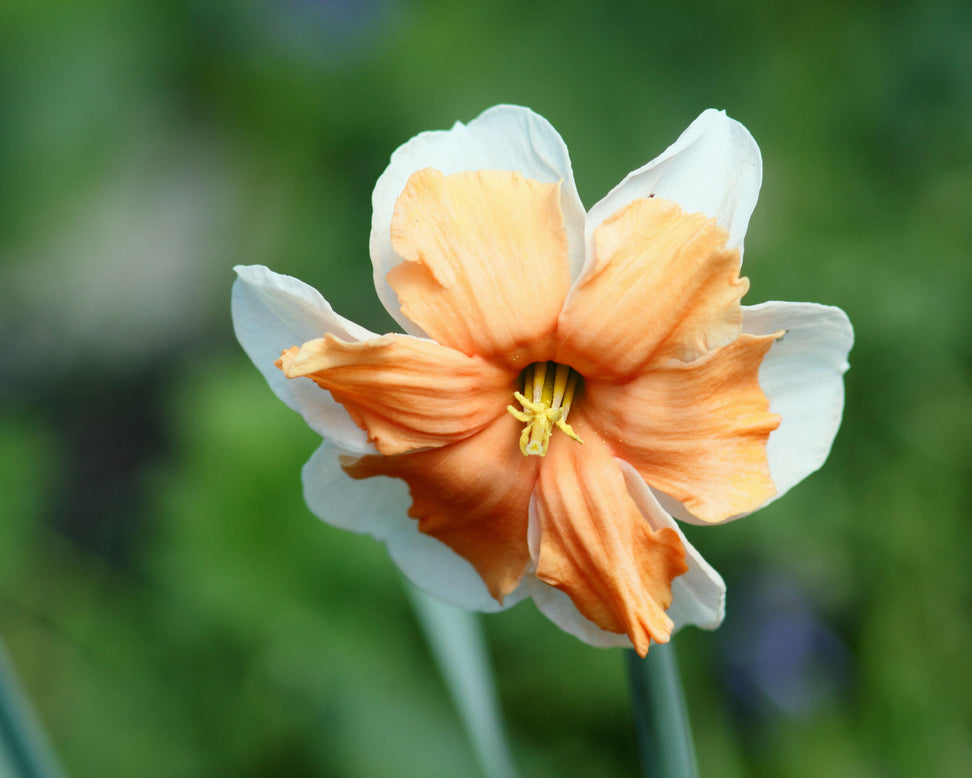 Narcissus 'Electrus'