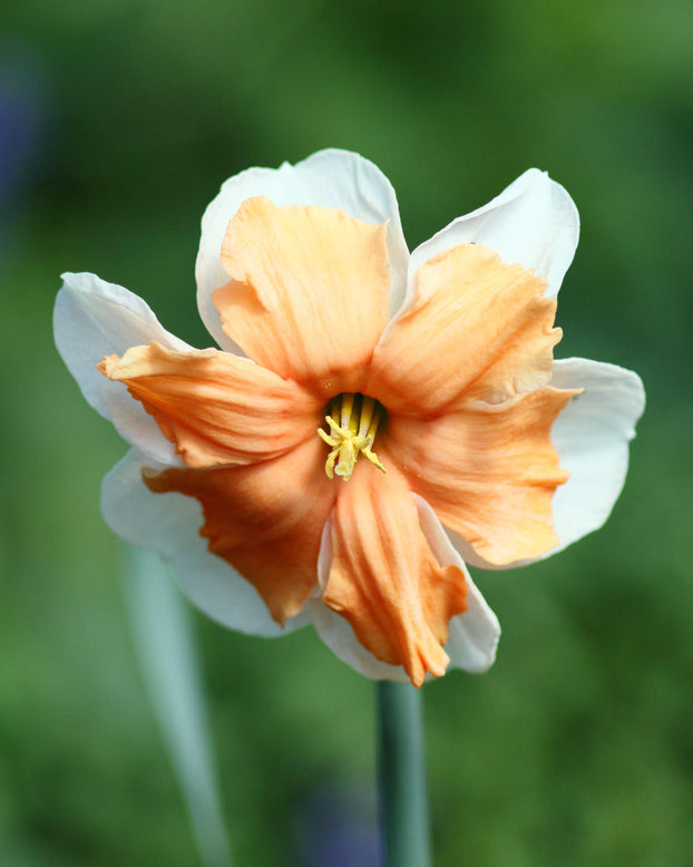 Narcissus 'Electrus'