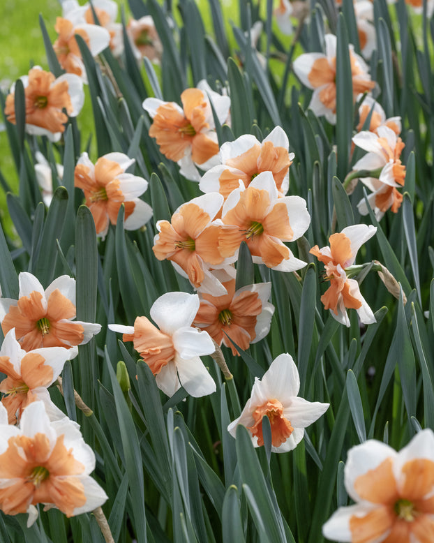 Narcissus 'Electrus'