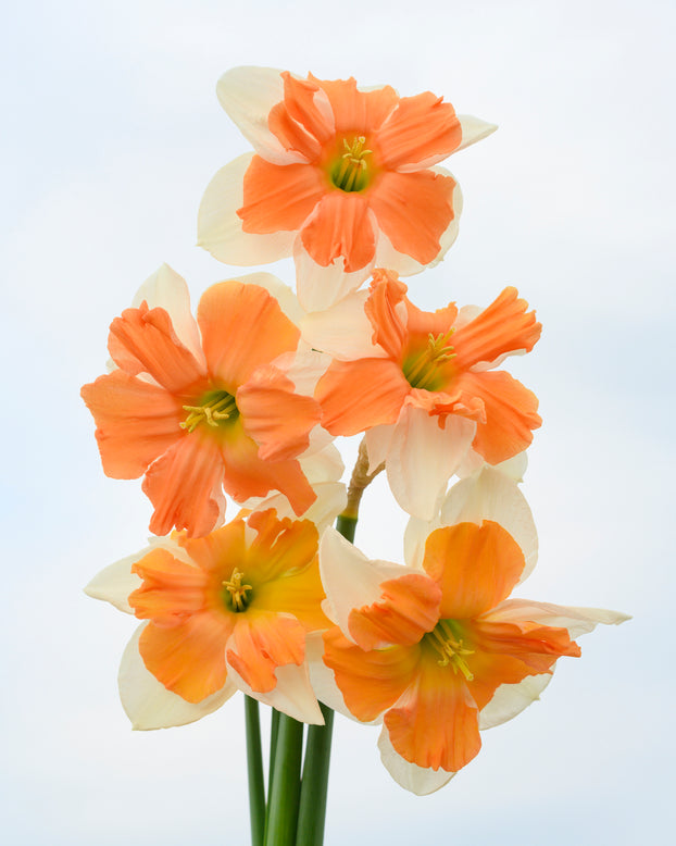 Narcissus 'Electrus'