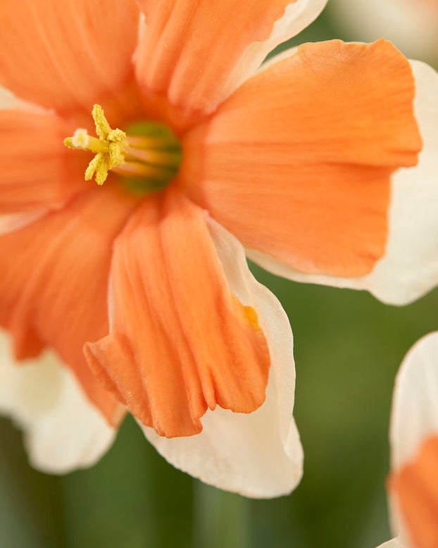 Narcissus 'Electrus'