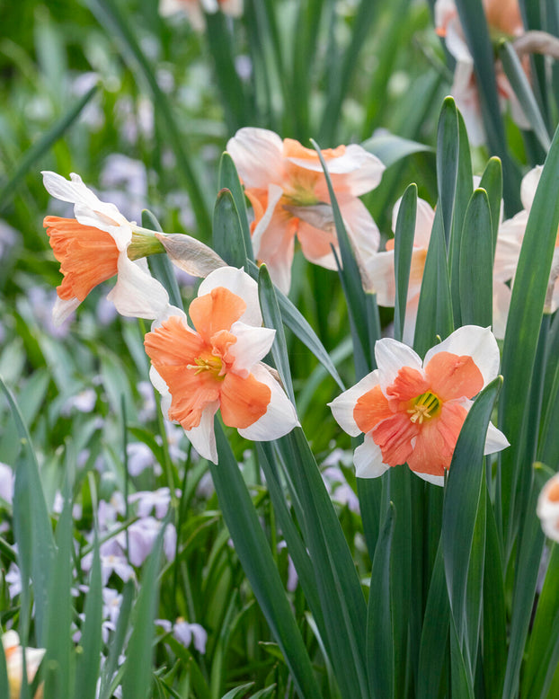 Narcissus 'Electrus'