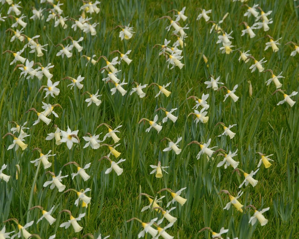 Narcissus 'Elka'