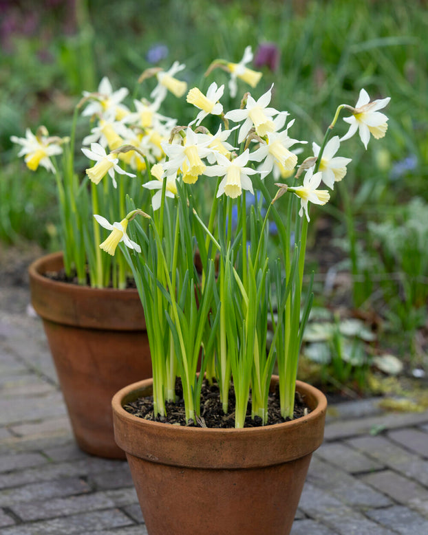 Narcissus 'Elka'