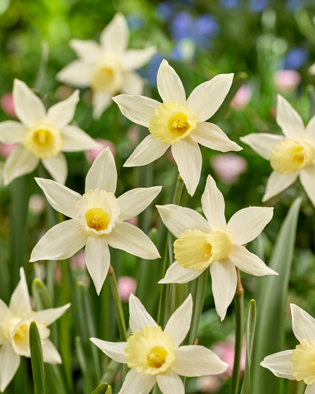 Narcissus 'Elka'