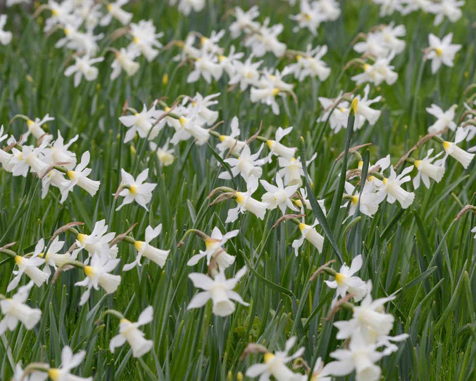 Narcissus 'Elka'