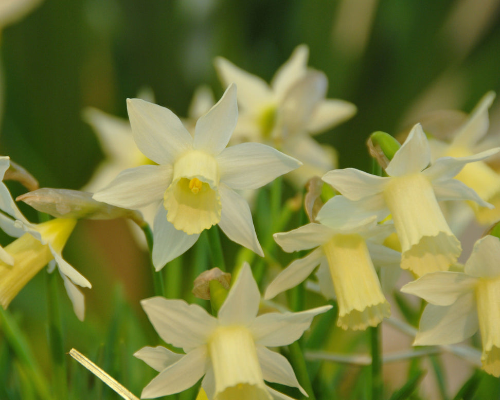 Narcissus 'Elka'