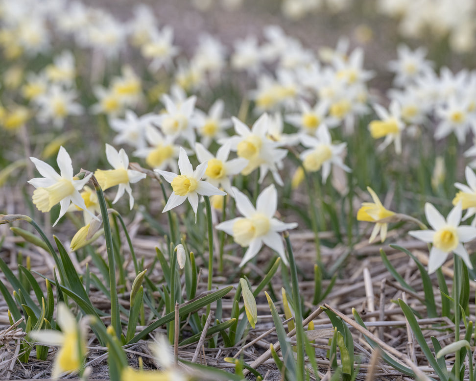 Narcissus 'Elka'