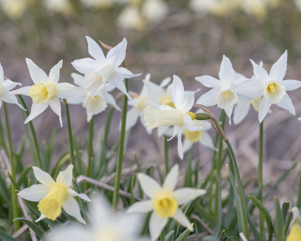 Narcissus 'Elka'