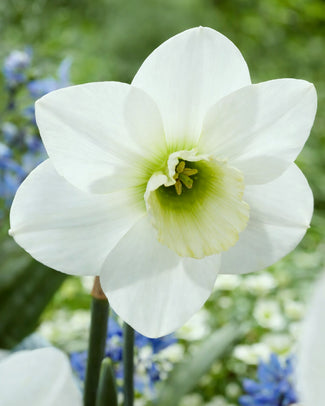 Narcissus 'Emerald Green'