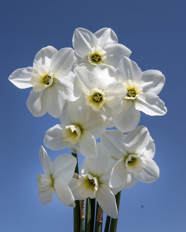 Narcissus 'Emerald Green'