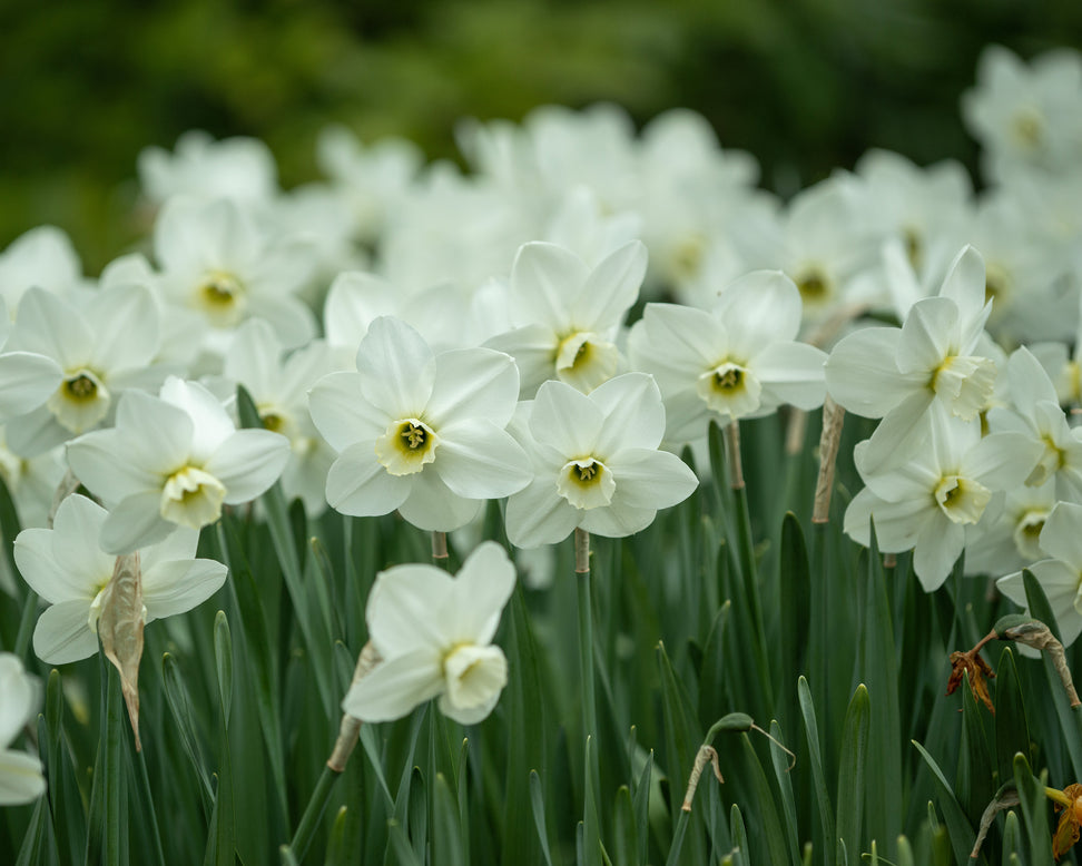 Narcissus 'Emerald Green'