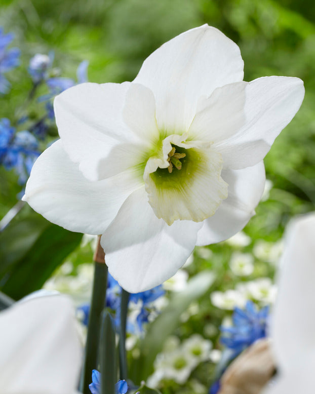 Narcissus 'Emerald Green'