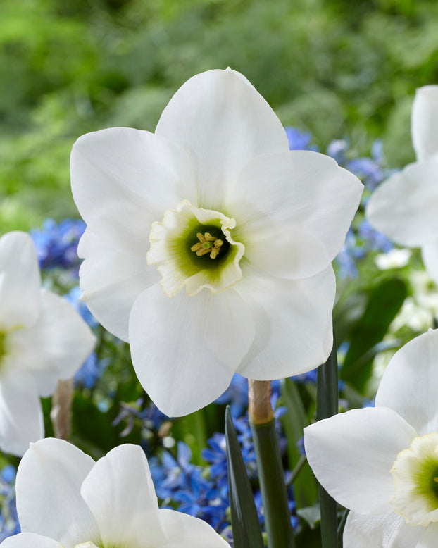 Narcissus 'Emerald Green'