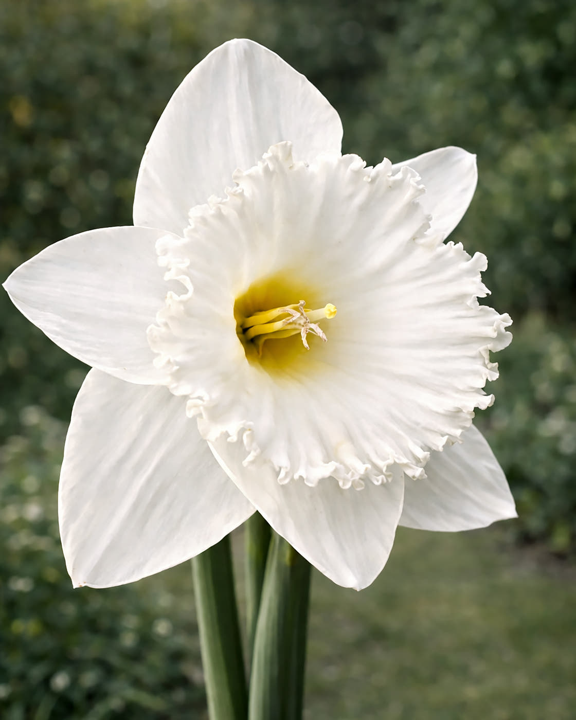 Narcissus 'Evanah'