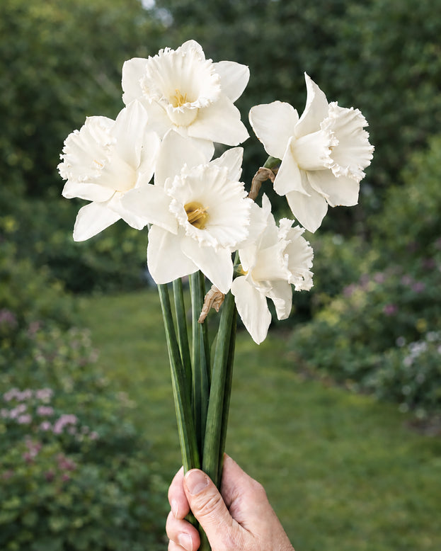 Narcissus 'Evanah'