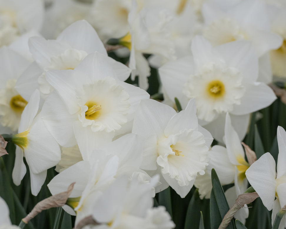 Narcissus 'Evanah'