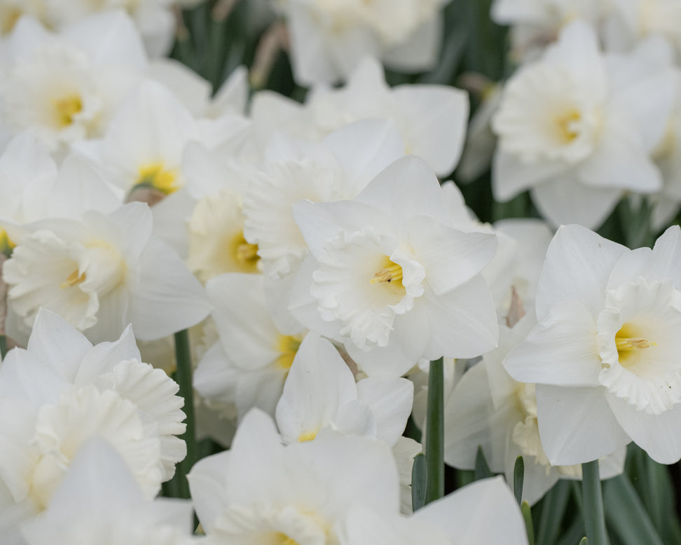 Narcissus 'Evanah'