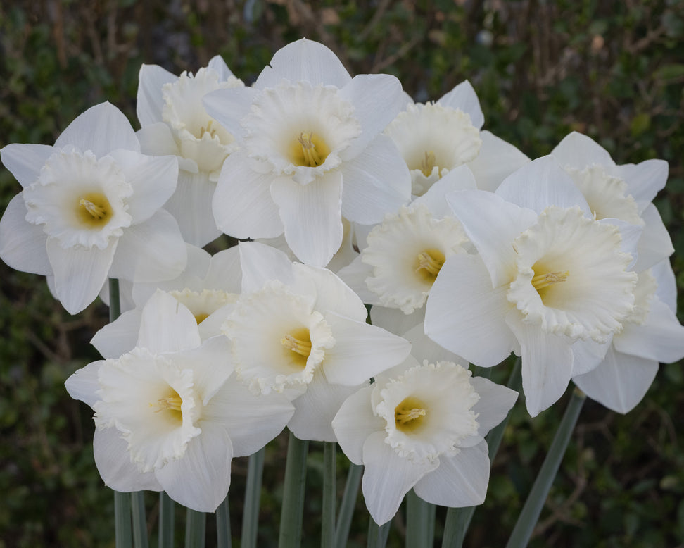Narcissus 'Evanah'