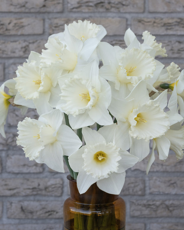 Narcissus 'Evanah'
