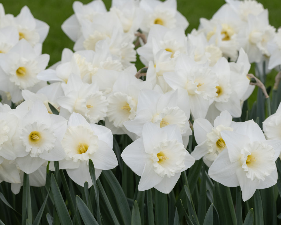 Narcissus 'Evanah'