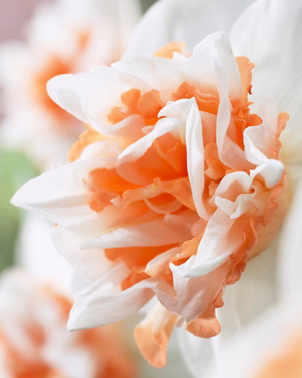Narcissus 'Extravaganza'