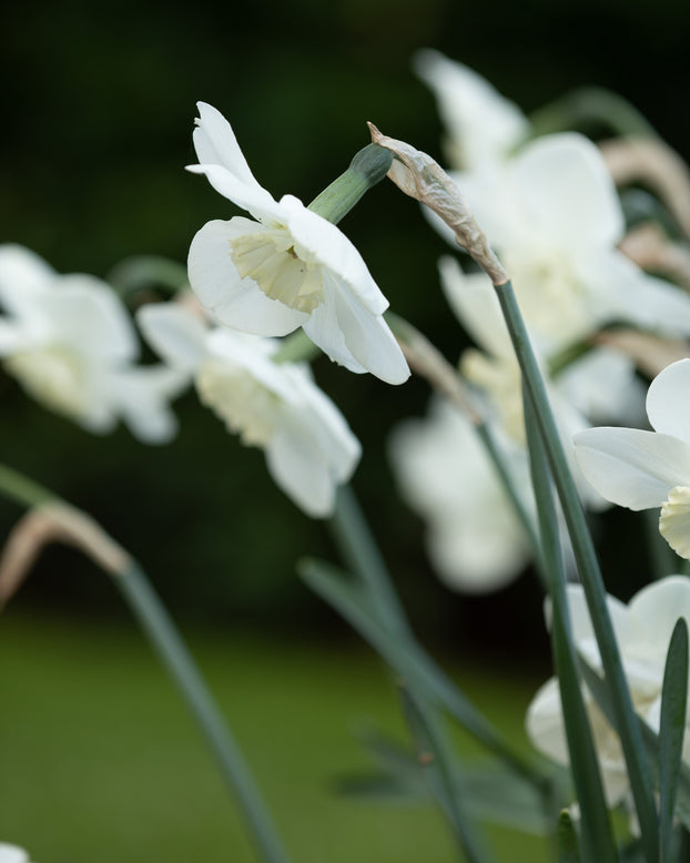 Narcissus 'Falmouth Bay'