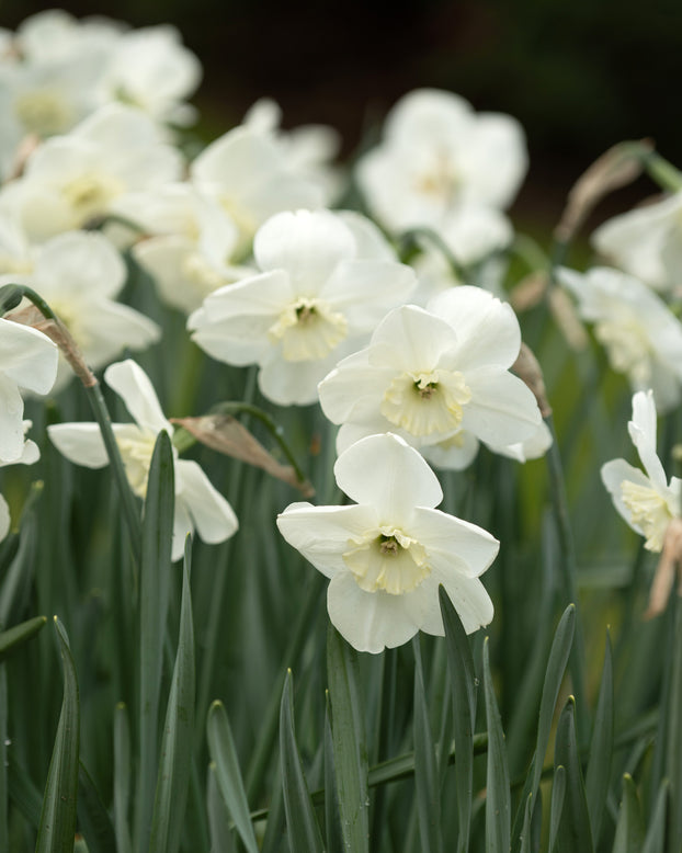Narcissus 'Falmouth Bay'