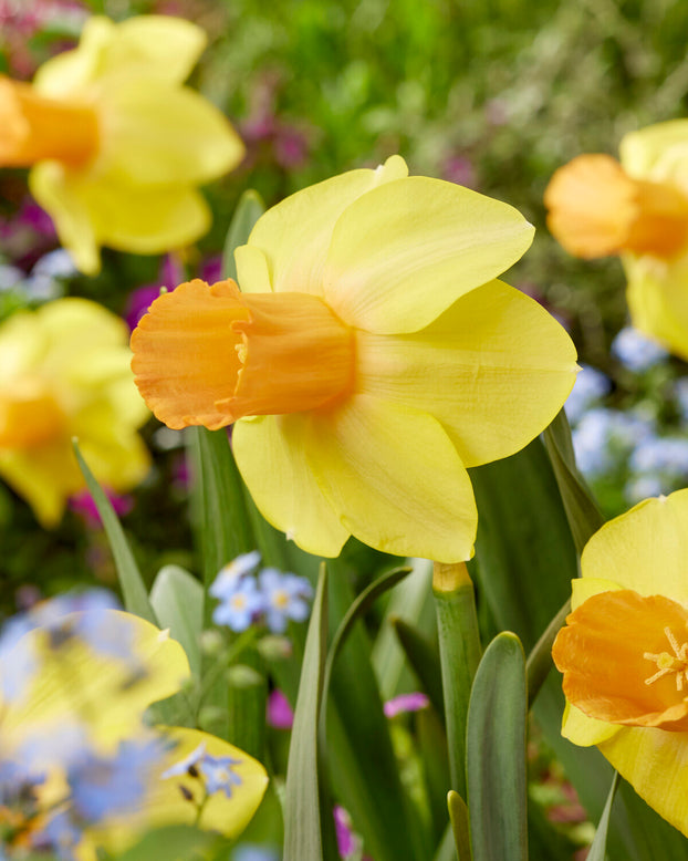 Narcissus 'Fidan'