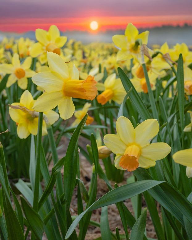 Narcissus 'Fidan'