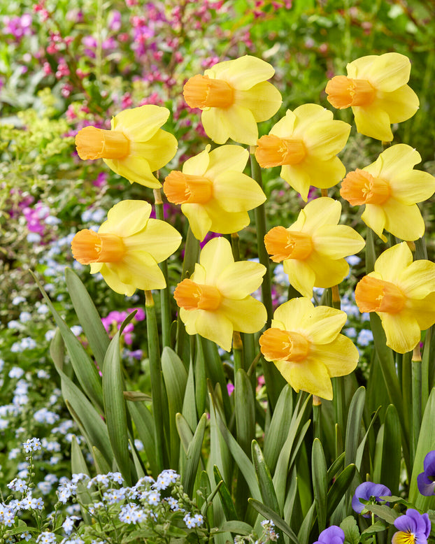 Narcissus 'Fidan'