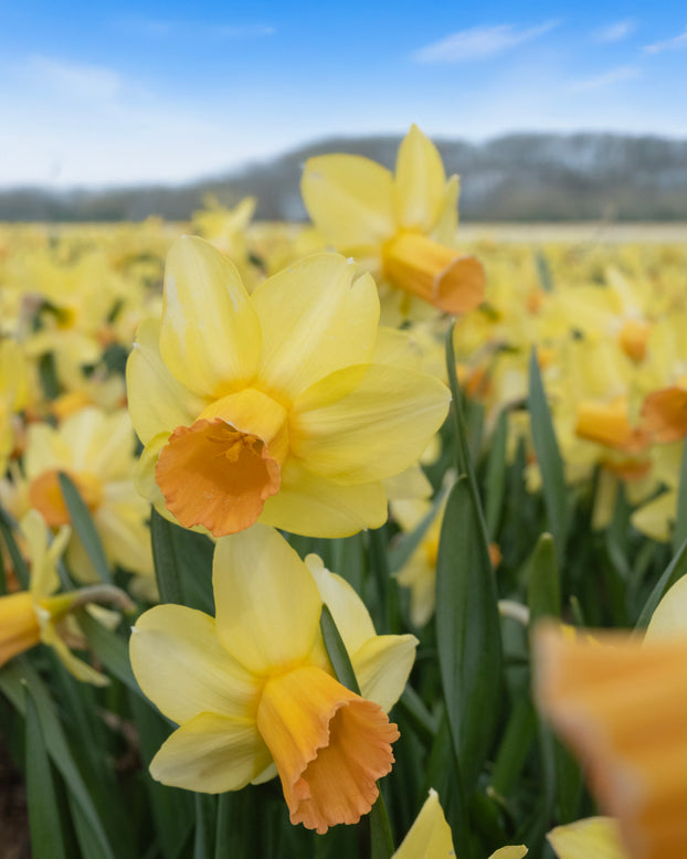 Narcissus 'Fidan'