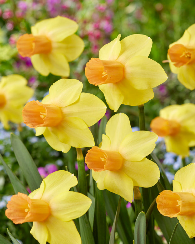 Narcissus 'Fidan'