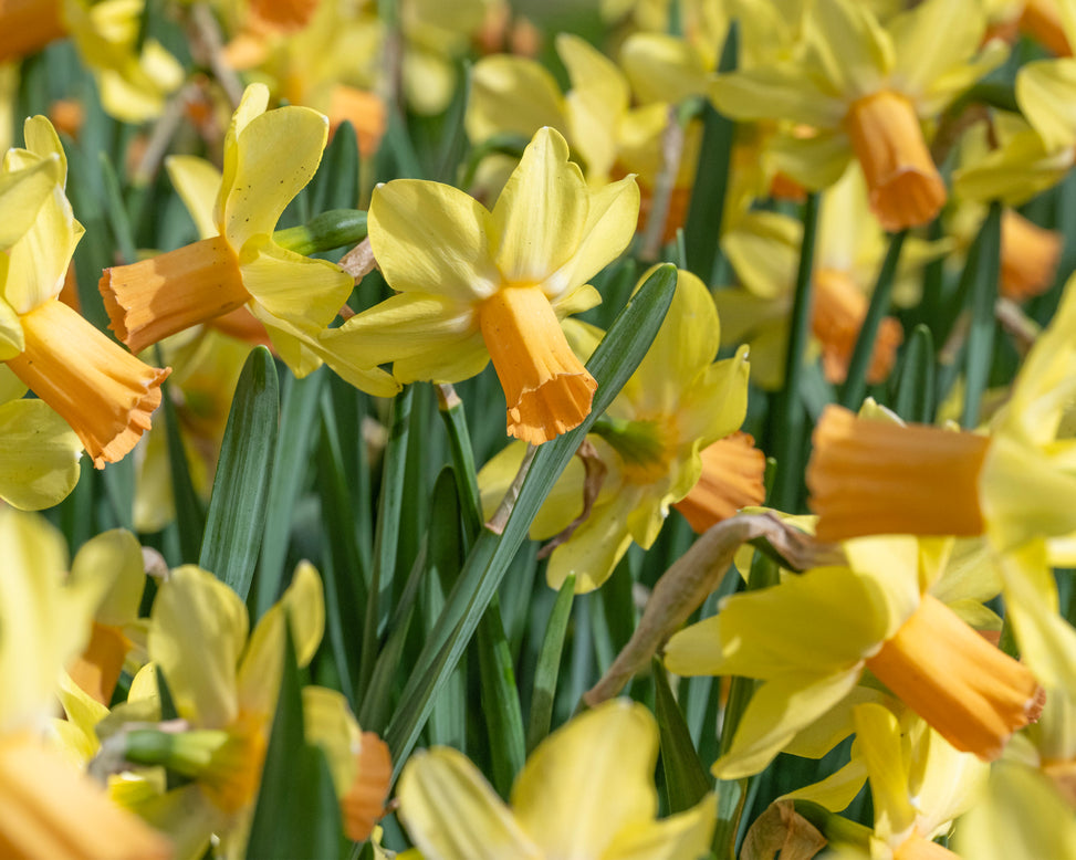 Narcissus 'Fidan'