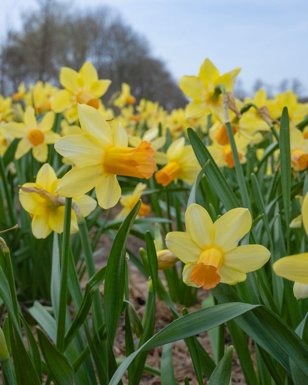 Narcissus 'Fidan'