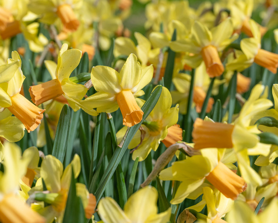 Narcissus 'Fidan'