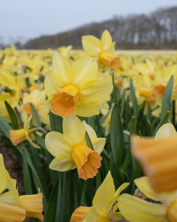 Narcissus 'Fidan'