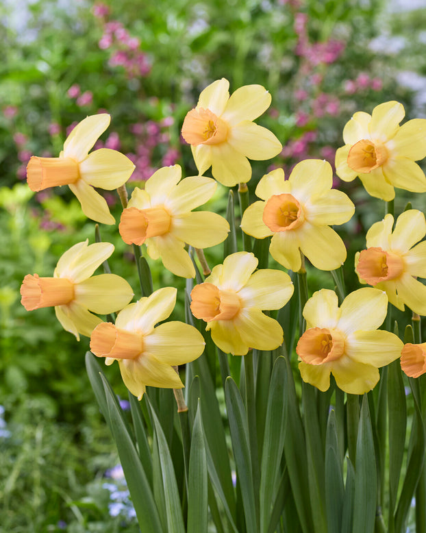 Narcissus 'Fidan'