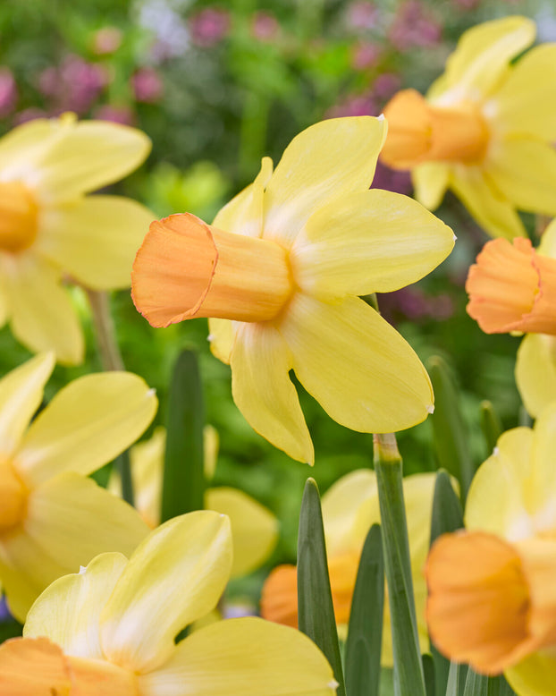Narcissus 'Fidan'