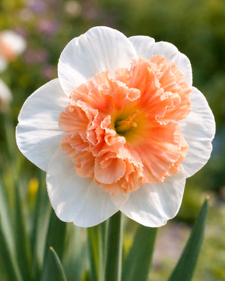 Narcissus 'Fire Drill'