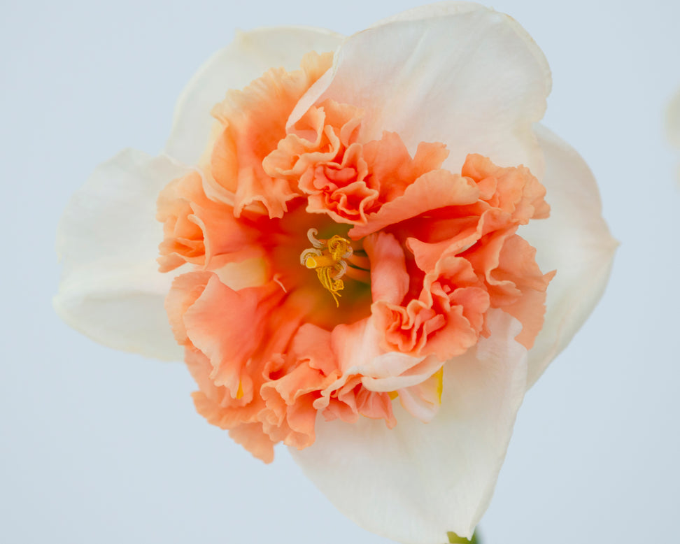 Narcissus 'Fire Drill'
