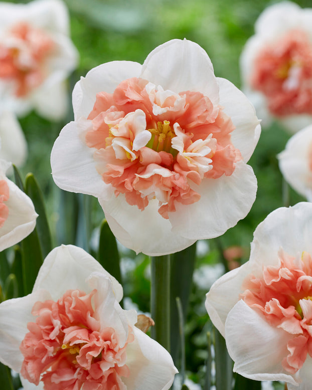 Narcissus 'Fire Drill'