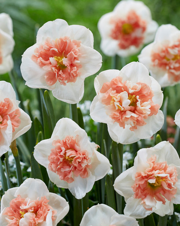 Narcissus 'Fire Drill'