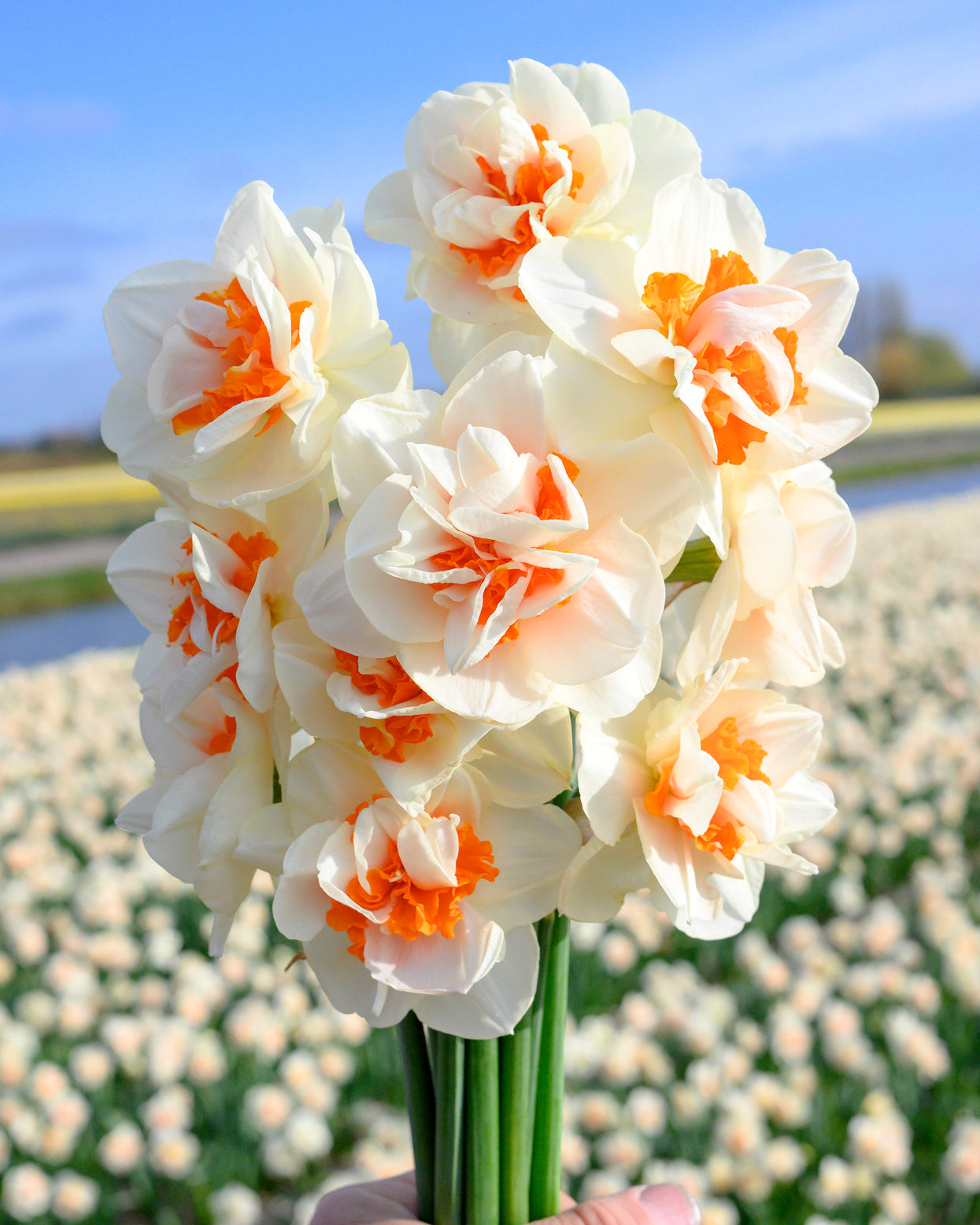 Narcissus 'Fragrant Spring' bulbs — Buy online at Farmer Gracy UK