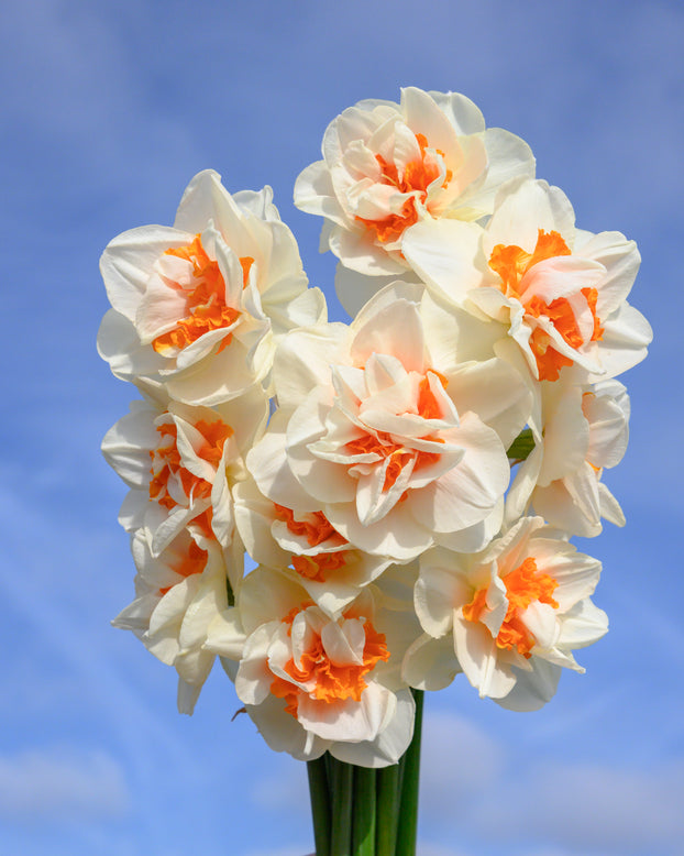 Narcissus 'Fragrant Spring'