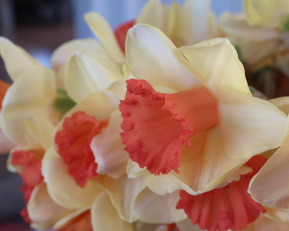 Narcissus 'Fullfilment'
