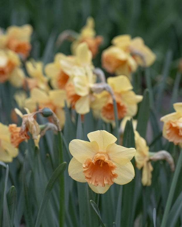 Narcissus 'Fullfilment'