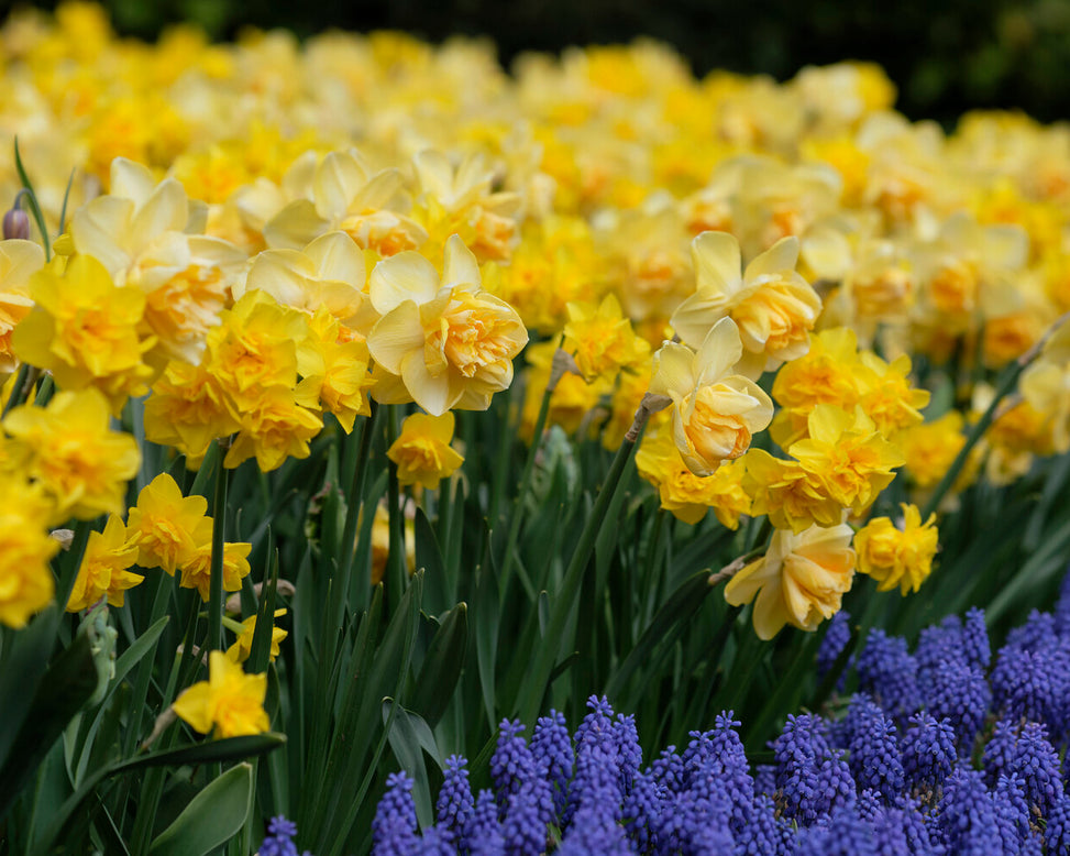 Narcissus 'Golden Delicious'