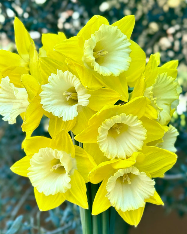Narcissus 'Green Garden'